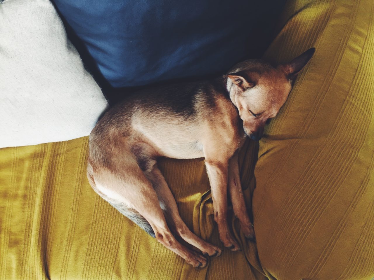 um cão deitado num sofá